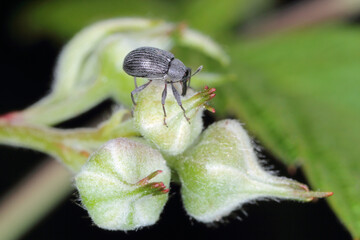The Strawberry blossom weevil Anthonomus rubi is a weevil that feeds on members of the Rosaceae and...
