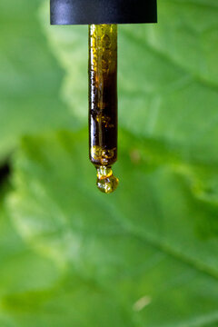 Close Up Of Cannabis Oil In Glass Dropper 