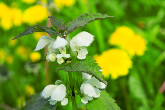 White dead-nettle, Lamium album. Medical herb in natural habitat