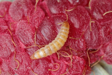 Larva of the raspberry beetle (Byturus tomentosus) on damaged fruit. It is a beetles from fruit...