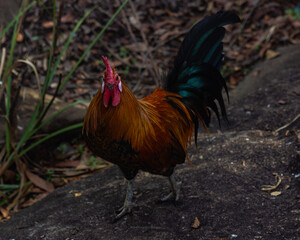 Fotos tiradas em Ilha do Frade- Vitória ES