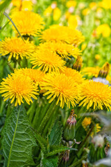 Yellow dandelion or Taraxacum officinale flowers on meadow field