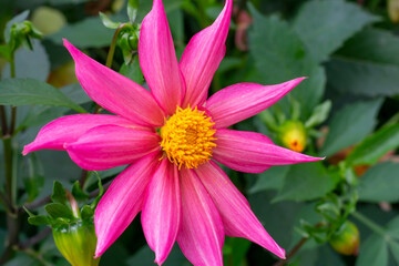 Vibrant delicate star-shaped pink dahlia flower with yellow core on summer sunlight in the garden. Blooming dahlias flowers