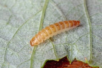 Larva of the raspberry beetle (Byturus tomentosus) on damaged fruit. It is a beetles from fruit worm family Byturidae a major pest affecting raspberry, blackberry and loganberry plants