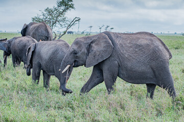 Elephant family in Serengeti National Park, Tanzania