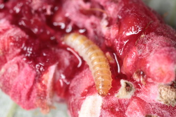 Larva of the raspberry beetle (Byturus tomentosus) on damaged fruit. It is a beetles from fruit...