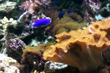 Plakat Tiny bright violet fish is swimming in aquarium with sea plants