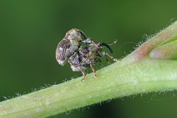 weevil beetle on raspberry plant