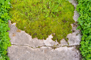 Broken and destroyed old cement walk way floor between them with moss and grass