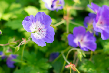 Close up view of bright beautiful geranium rozanne flower with green leaves on daylight. Beauty in nature. Flowers with purple petals, summer time