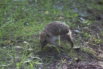 Hedgehog in the forest