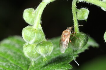 An insect from the order of true bugs (Hemiptera) on raspberries