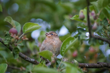 Naklejka premium Vogelbaby pfeift im Apfelbaum fröhlich ein Lied und genießt in der Abenddämmerung den Ausblick in die Ferne
