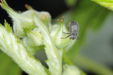 The Strawberry blossom weevil Anthonomus rubi is a weevil that feeds on members of the Rosaceae and is an important pest of strawberry and raspberry. Beetle on raspberry.