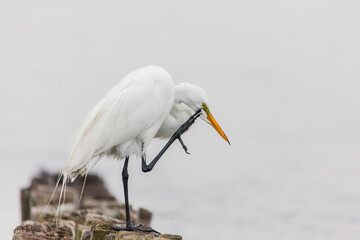 Great egret standing scratching his head