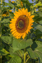 Sonnenblume