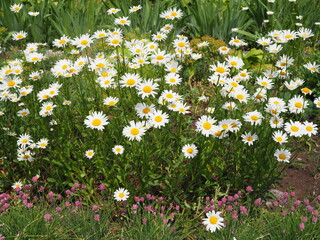 Beautiful meadow in springtime full of flowering daisies with white yellow blossom and green grass - oxeye daisy, leucanthemum vulgare, dox-eye, common daisy, dog daisy, moon daisy - concept garden