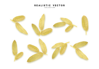 Leaves from the tree. set of realistic simple petals and leaves. Vector illustration