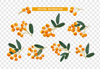 Set of realistic rowan berries, hawthorn, viburnum. vector illustration - obrazy, fototapety, plakaty