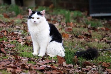 a cat sitting in the garden surrounded by fallen leaves
