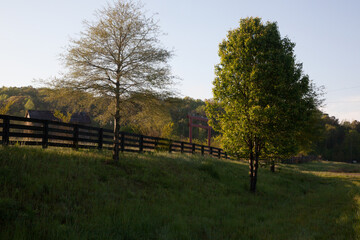 Fototapeta na wymiar Landscape with trees and fence