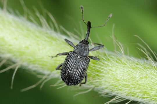 The Strawberry blossom weevil Anthonomus rubi is a weevil that feeds on members of the Rosaceae and is an important pest of strawberry and raspberry. Beetle on raspberry.