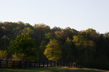 Landscape with trees and fence