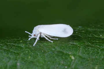 The Cabbage Whitefly (Aleyrodes proletella) on papaver. It is a species of whitefly from the...