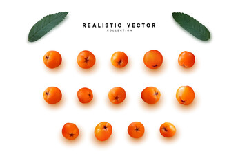 Set of realistic rowan berries, hawthorn, viburnum. vector illustration