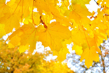 Beautiful golden maple leaves in autumn, selective focus