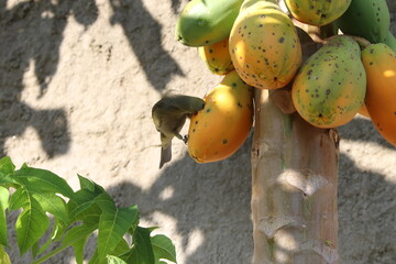 fresh figs on a tree