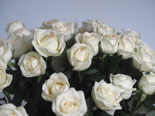 Bouquet white rose closeup.Background of flowers buds.