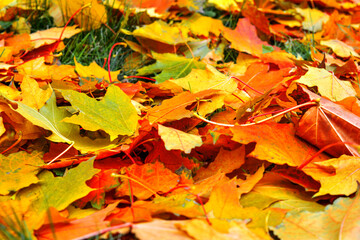 Autumn multicolored maple leaves lie on grass