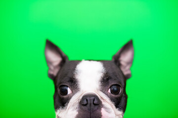 The head of a Boston Terrier dog looks out from below on a green background. Creative.