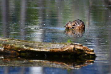 Baby beaver eating seaweed in a pound