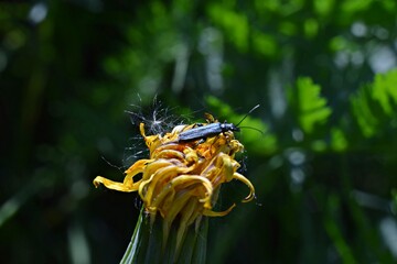 Insekt na żółtym kwiatku © Edward