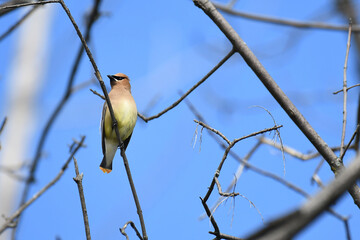 Cedar Waxwing perched on a branch under a blue sky