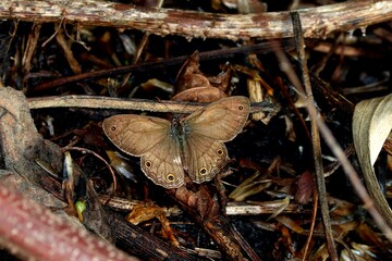 butterfly on the ground