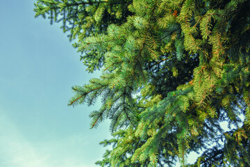Fir-tree or spruce tree branches on blue sky background
