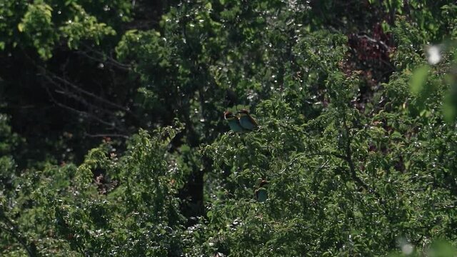 A couple of colorful European bee-eater stay together for life, France