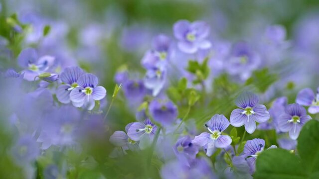 Spring wild flowers. Light blue veronica chamaedrys aka germander speedwell flowers waving in the wind among green flora in meadow. Slow motion shot