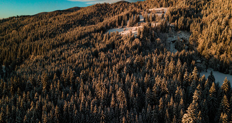 Carpathian mountains winter. Snow coniferous forest at sunset.