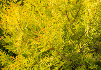 yellow branches of thuja close up , natural background