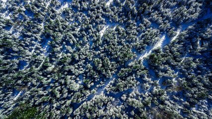 Coniferous pine forest mountain Carpathian mountains aerial photography snow.