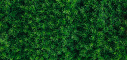 Closeup view of green bush texture