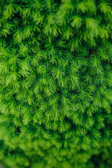Bright green exotic botany pattern