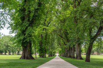 Tree lined sidewalk 