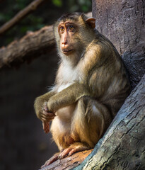 Long tailed Macaca