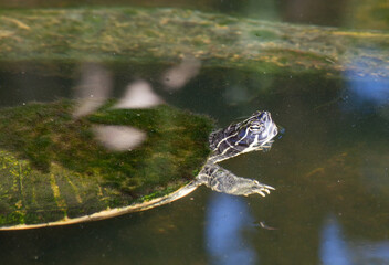 Turtle outdoors in the sunshine