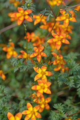 Blühender Zweizahn, Bidens, orange Blüten
